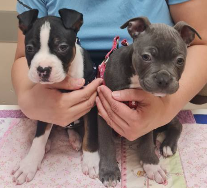 Blue & Shadow, the female and male American Bull Staffy puppy from Furry Heart Paws — born 14 May 2026