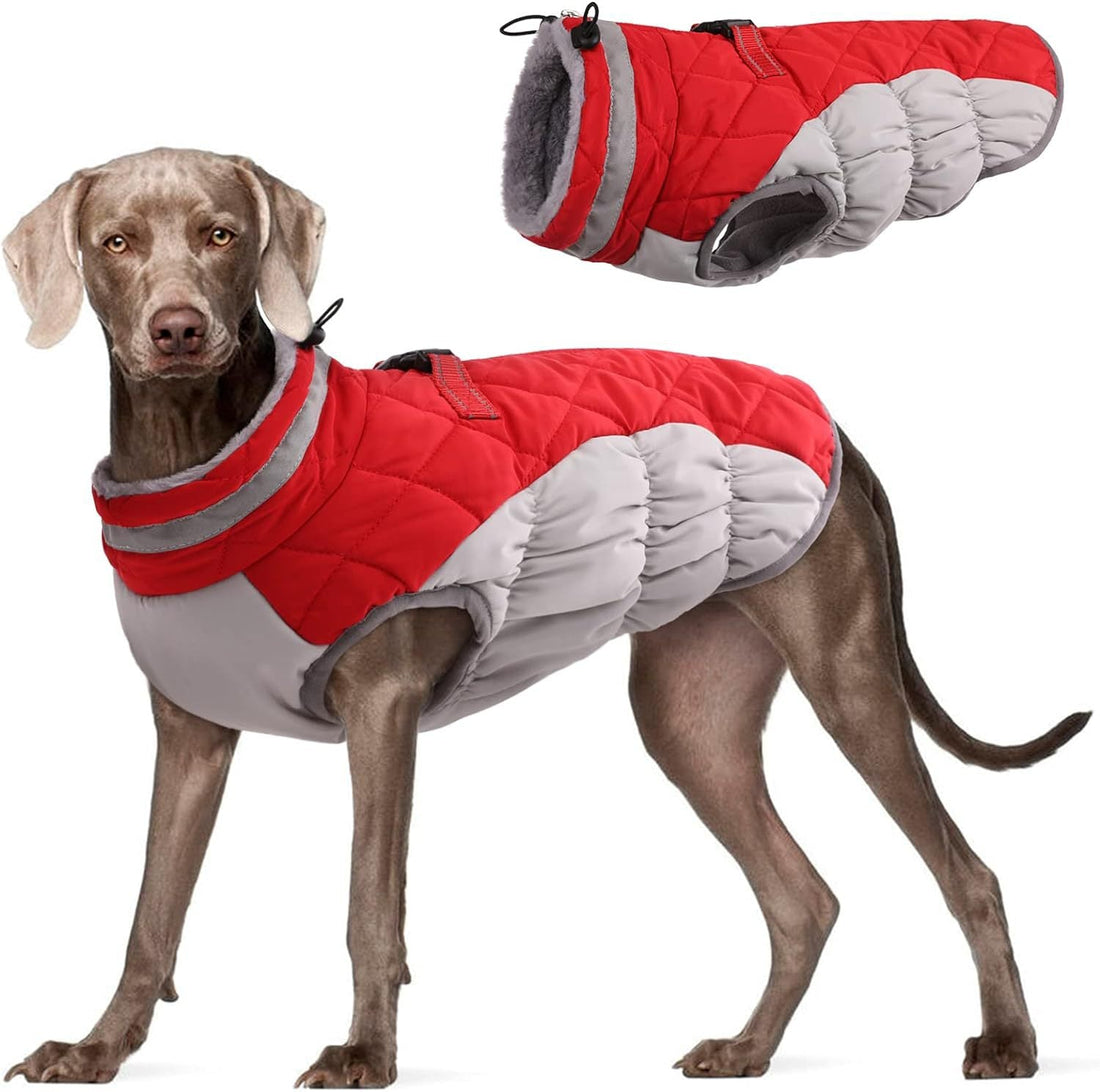 Dog Apparel in Australia — The Complete Buying Guide