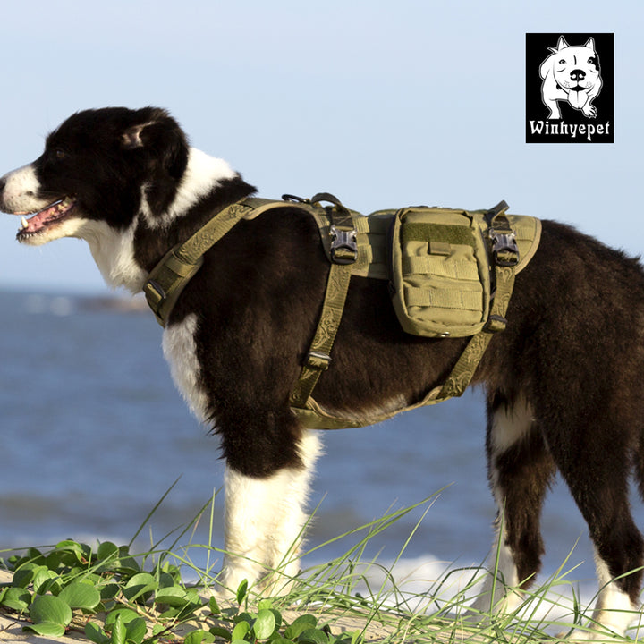 Dog Walking Gear