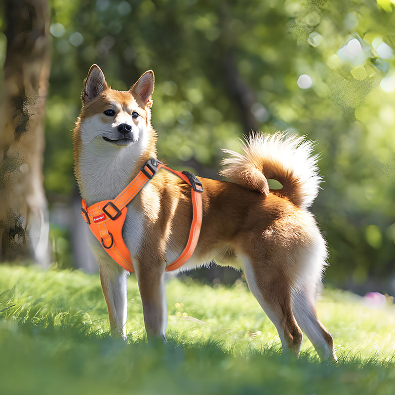 Dog Harnesses