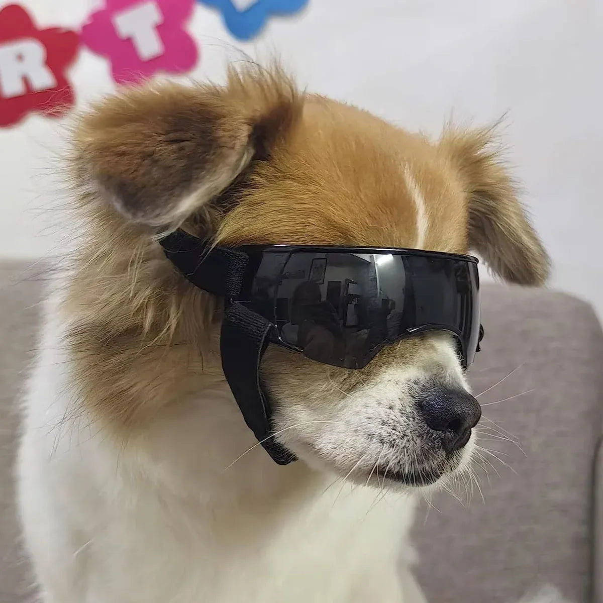 Pet Dog Sunglasses Goggles UV Eye Shield for Small Dogs Outdoor Travel Sunshade - Blue