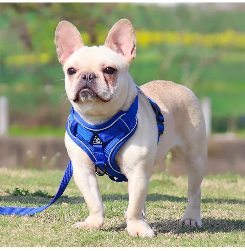 Blue Reflective Mesh Dog Harness and Leash Set - Adjustable No-Pull Vest