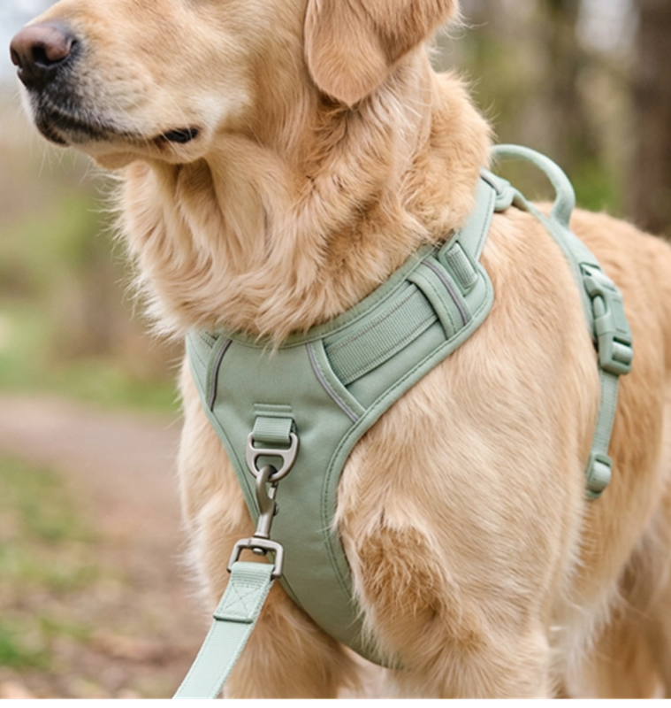 A dog wearing a Furry Heart Paws green no-pull harness in an outdoor setting